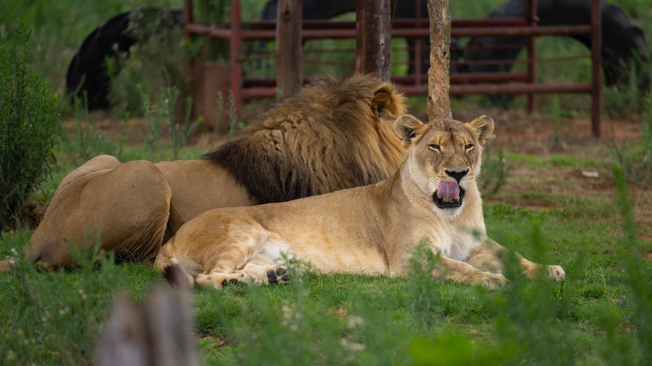 “There’s something very memorable about delivering breakfast to a lion…”