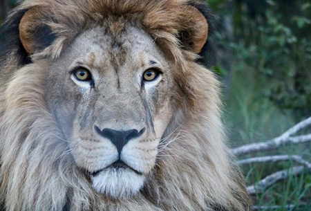 LeoInitiative