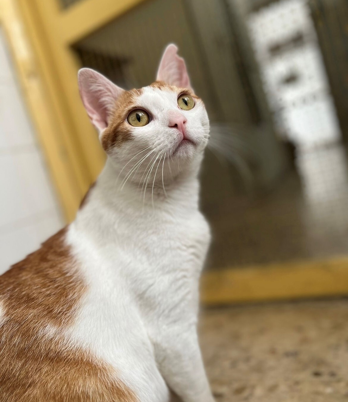 LeoCares donates €5,000 to animal shelter