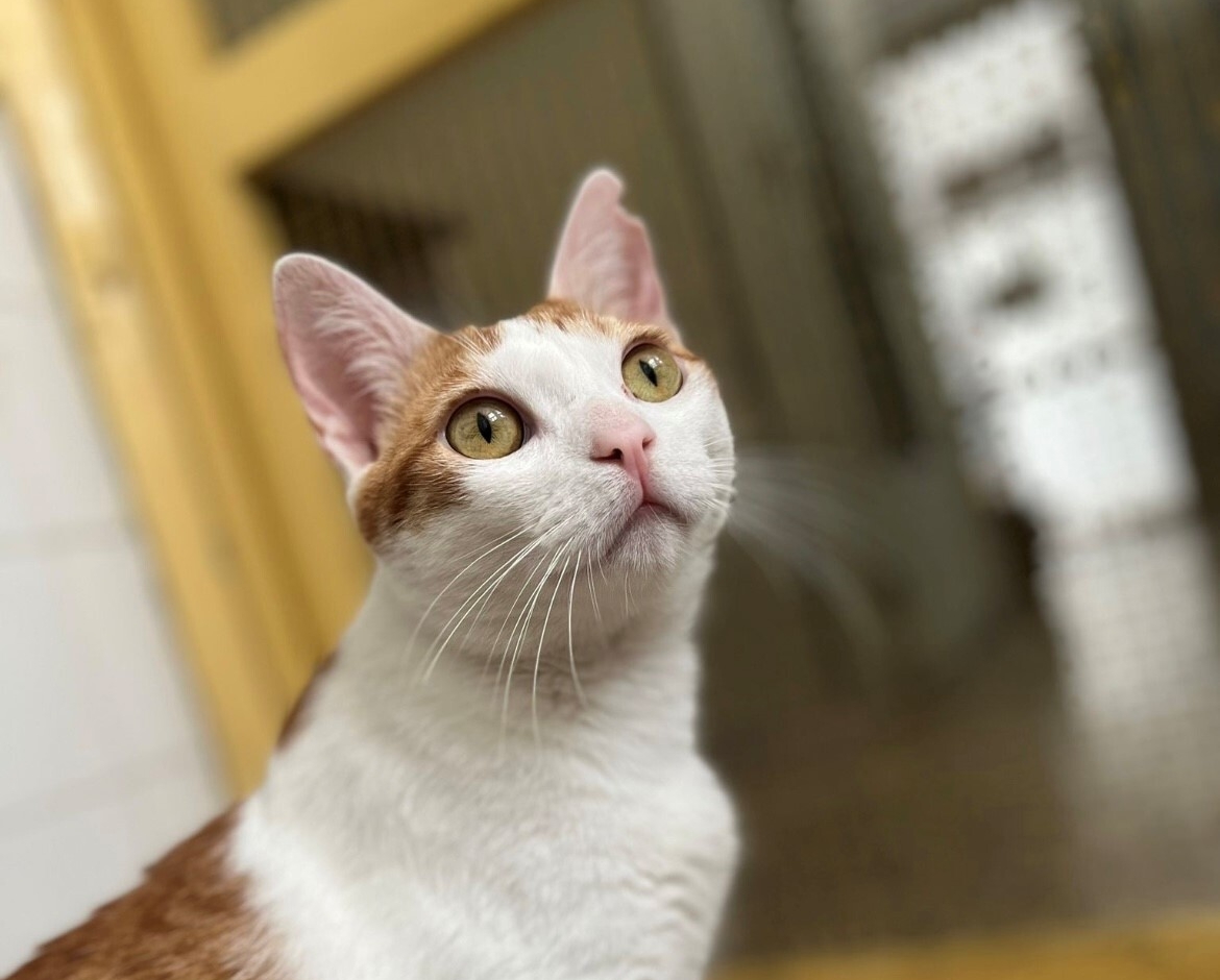 LeoCares donates €5,000 to animal shelter